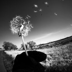 Close-up of dandelion on field against sky