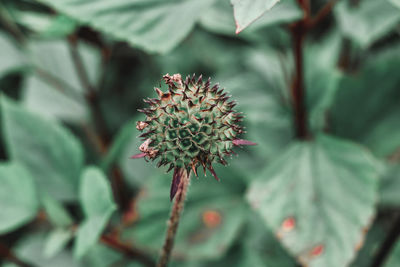 Close-up of flowering plant