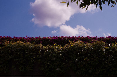 Low angle view of flowers against sky