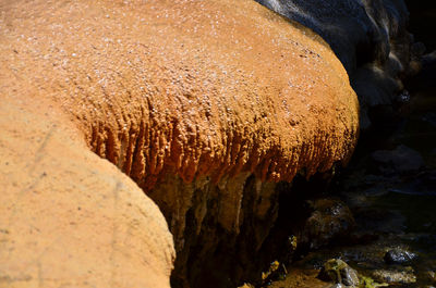 Close-up of wet rock on land