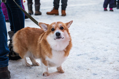 Pembroke welsh corgi dog stands on leash in snow next to its owner in winter in city. 