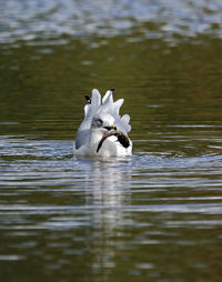 Bird swimming in lake