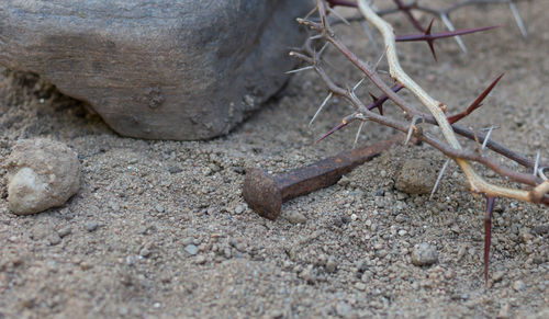 Close-up of lizard on rock