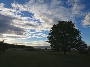 Tree on field against sky at sunset