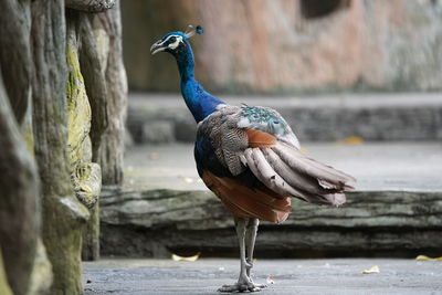 Close-up of peacock perching on wood