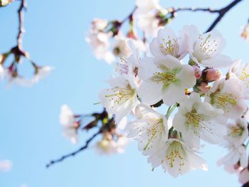 Low angle view of cherry blossoms against sky