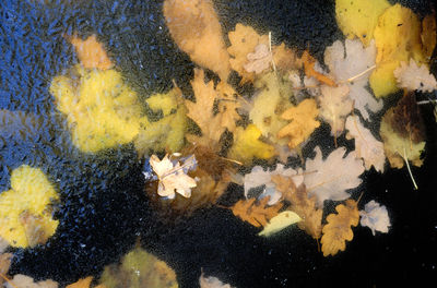 Close-up of yellow crab on water