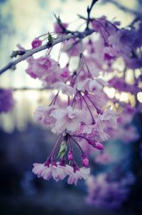 Close-up of cherry blossoms