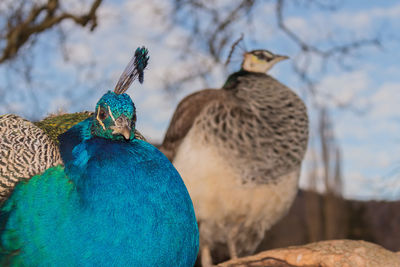Close-up of birds perching on a peacock