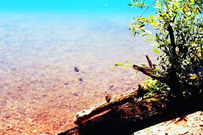 Close-up of tree against sea