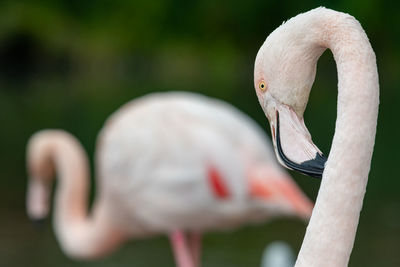 Close-up of bird