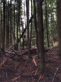 Trees growing in forest