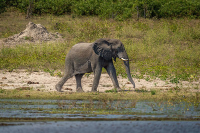 African bush elephant walks along sunny riverbank