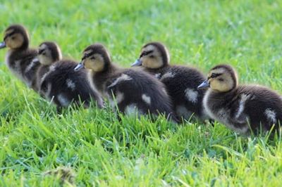 Horse on grassy field