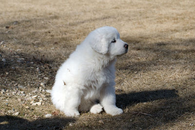 White dog sitting on field