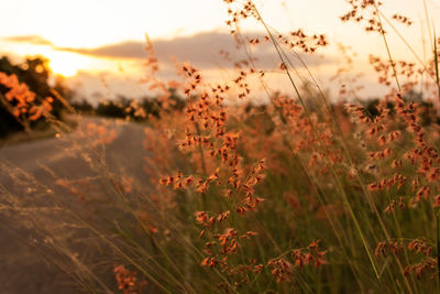 Close-up of plants on field against sky