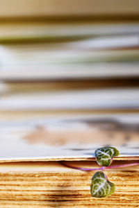  leaves of ceropegia plant between old book pages ,  green and purple leaves are shaped like hearts 