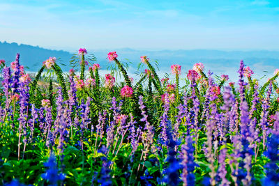 Close-up of pink flowering plants on field against sky