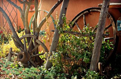 Old rusty bicycle wheel