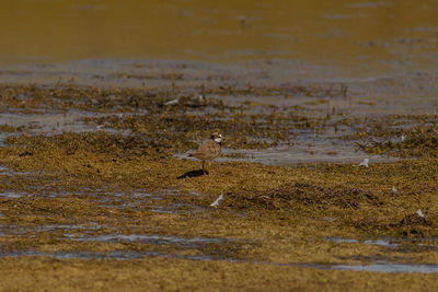 View of bird on beach