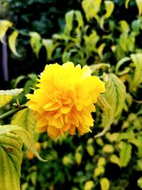 Close-up of yellow flower blooming outdoors