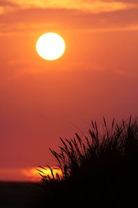 Close-up of silhouette tree against orange sky