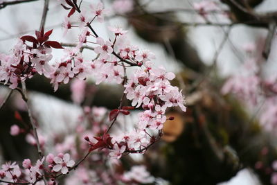 Close-up of pink cherry blossom