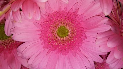 Close-up of pink flower blooming outdoors