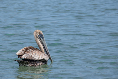 pelican