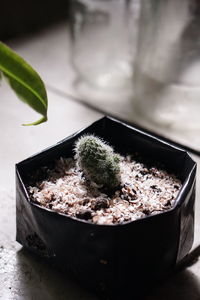 Close-up of potted plant on table