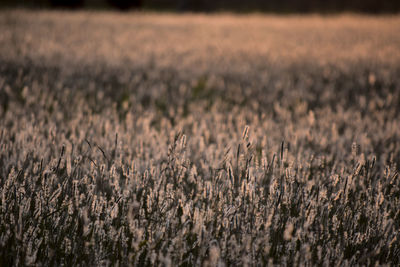 Crops growing on field