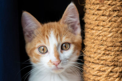 Close-up portrait of cat on floor