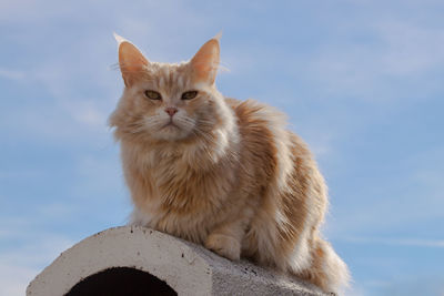 Close-up portrait of a cat