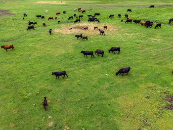 A large field out in the rural area of wisconsin with a large group of cows