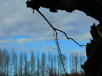 Low angle view of bare trees against cloudy sky