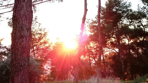 Sun shining through trees