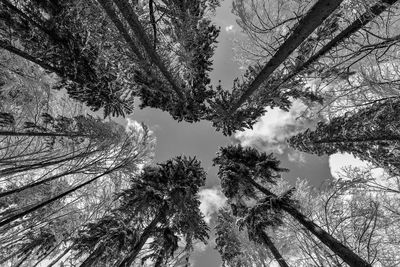 Low angle view of trees against sky