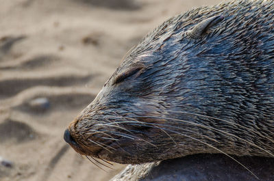 Close-up of cape fur seal sleeping on sand at beach, cape cross seal reserve, namibia