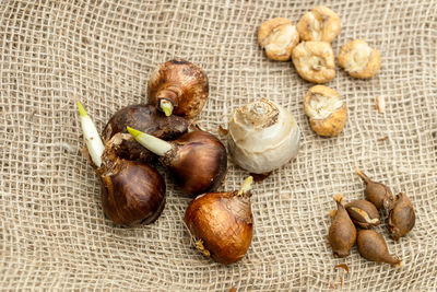 Preparing for planting in autumn on burlap flower bulbs of daffodils, tulips, hazel grouse.