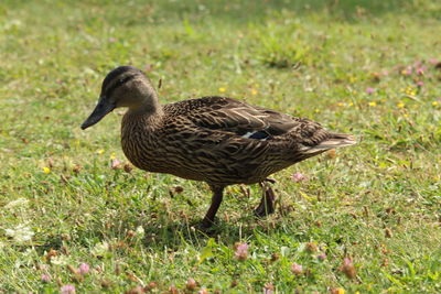 Side view of a mallard duck on field