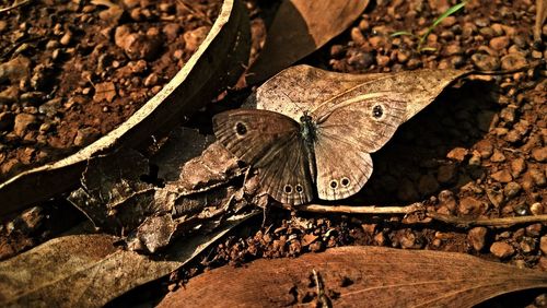 High angle view of butterfly perching on leaf