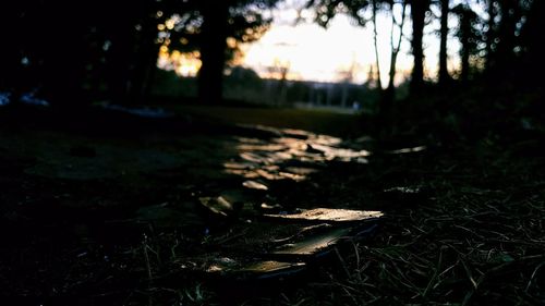 Close-up of mushroom growing on field