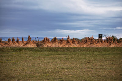 Scenic view of field against sky