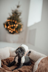 Close-up of dog sitting on bed at home