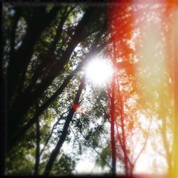 Low angle view of trees against sky