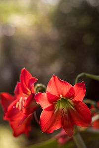 Close-up of red flowers blooming outdoors