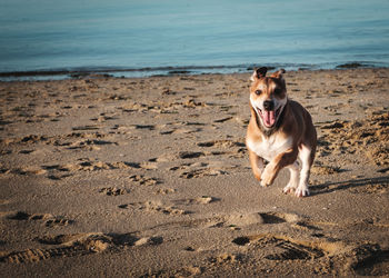 Dog on beach against sky