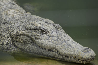 Close-up of crocodile in water at jerusalem biblical zoo