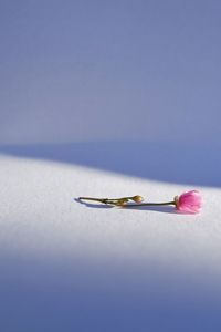 High angle view of pink flower on white floor