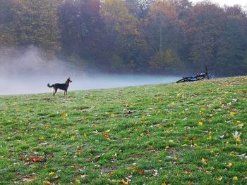 View of dog on street amidst trees